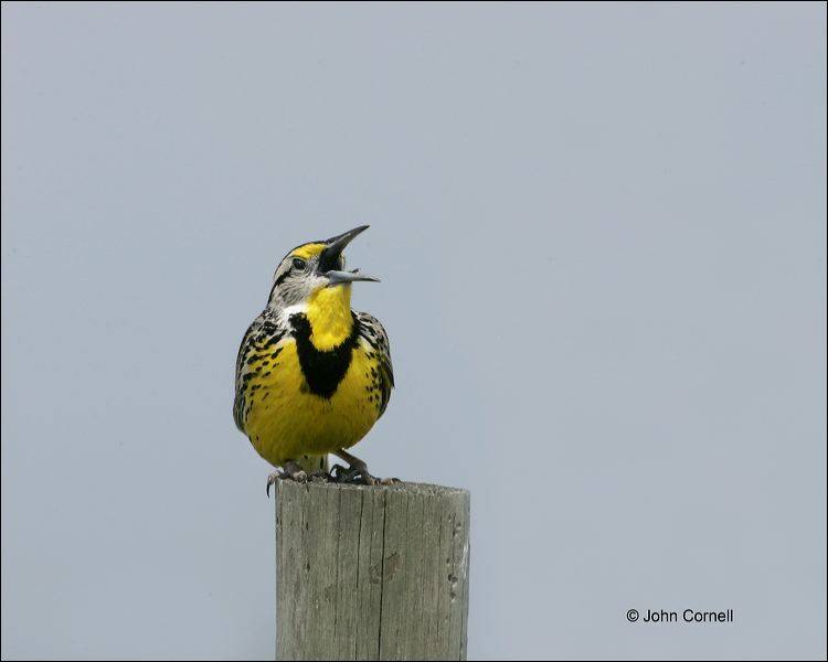 Eastern Meadowlark;Meadowlark;Sturnella magna;Singing;one animal;close-up;color image;nobody;photography;day;outdoors. Wildlife;birds;animals in the wild